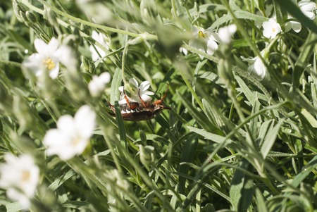 beetle climbing up a blade of grass , may beetle climbing a blade of grass , may beetleの写真素材