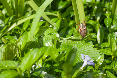 beetle climbing up a blade of grass , may beetle climbing a blade of grass , may beetleの写真素材