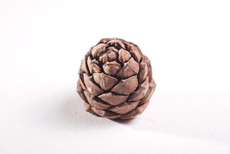 pine pinecone on white background, detail of decorationの写真素材