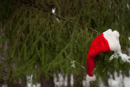 Red Santa hat, the Christmas tree in the winter forest, copyspace, happy winter holidaysの写真素材