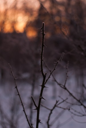 Branches without leaves, thorns, cold winter morning, frost, ice on treesの写真素材