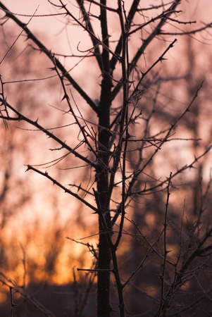Branches without leaves, thorns, cold winter morning, frost, ice on treesの写真素材