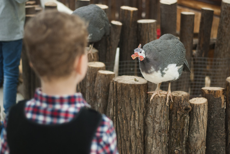 Boy looking at a Turkey.の写真素材