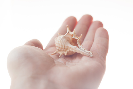 Shell and scallop in hand, closeup, exotic collectionの写真素材