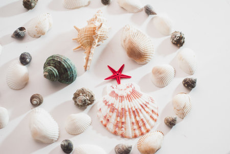 Marine composition. red star. pattern of seashells on white backgroundの写真素材