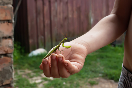 Green praying mantis on hand, a large insectの写真素材