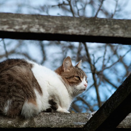 Cat sitting on wooden beam outdoors, Petsの写真素材