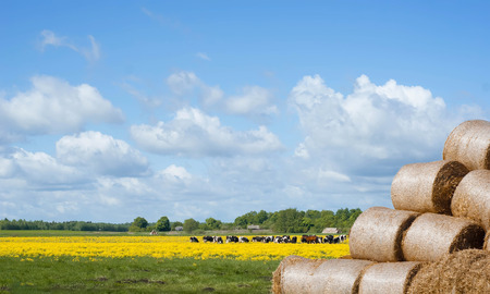 A herd of cows in a meadow in the distance, blue sky with clouds, yellow colza and chamomile, haystackの写真素材