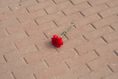 The abandoned flower lying on the sidewalk, a red carnation, after the holidayの写真素材