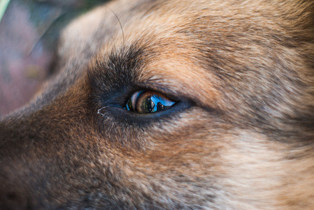 Dog's eye closeup, eye diseases in dogs, a scared muttの写真素材