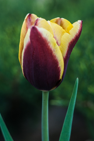 Beautiful Bud of a Tulip outdoorsの写真素材