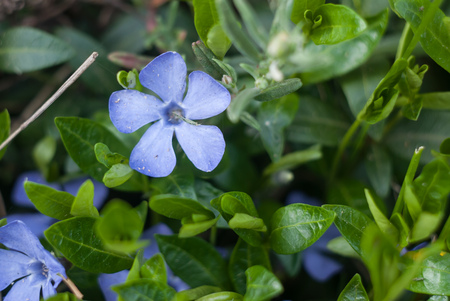 light blue flower,the fresh green, closeup,の写真素材