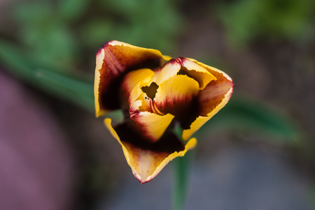 Beautiful Bud of a Tulip outdoor, closeup,の写真素材