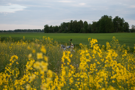 motorcycle in the distance at the canola field, horizon, forest, and grassの写真素材