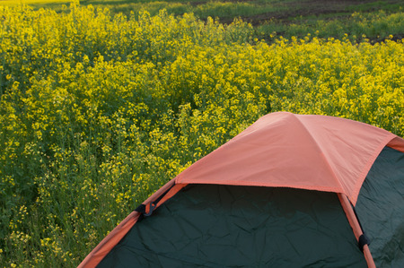 Green tent stands on a rapeseed field, yellow flowers, outdoor activities and campingの写真素材