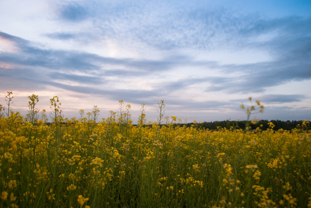Field of bright yellow rapeseed in spring on a background cloudy skyの写真素材