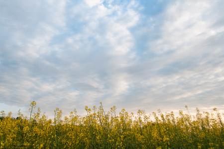 Field of bright yellow rapeseed in spring on a background cloudy skyの写真素材