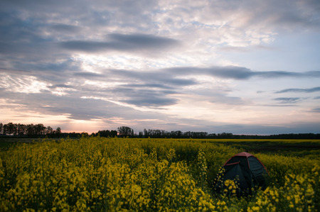 Green tent stands on a rapeseed field, yellow flowers , outdoor activities and campingの写真素材
