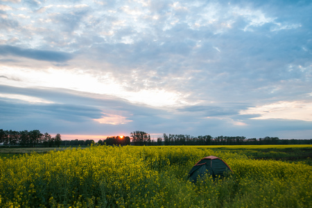 tourist tent on rapeseed field at sunset, Hiking and camping, dramatic rural landscapeの写真素材