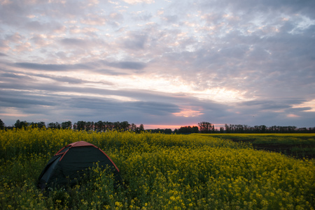 tourist tent on rapeseed field at sunset, Hiking and camping, dramatic rural landscapeの写真素材