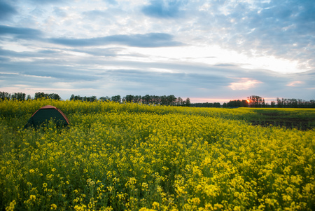 tourist tent on rapeseed field at sunset, Hiking and camping, dramatic rural landscapeの写真素材