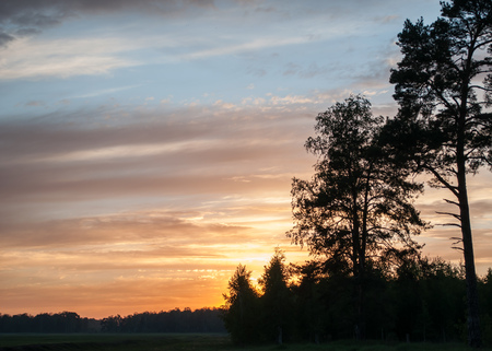 The silhouette of the pine trees opposite the colorful sunset, beautiful bright clouds in the sky,の写真素材