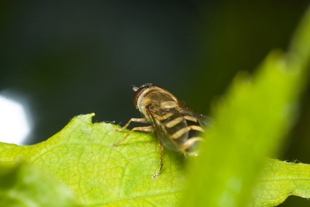 Myiatropa florea, insect sits on the leaves of Jasmine. rear viewの写真素材