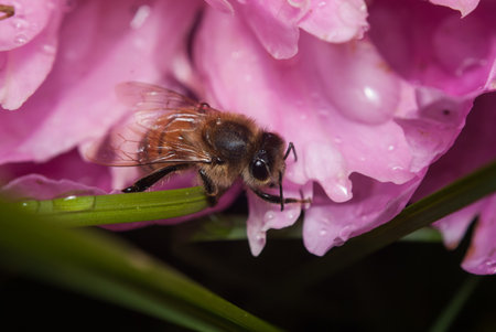 Bee collecting pollen on a red peony, a Bud with drops of dew