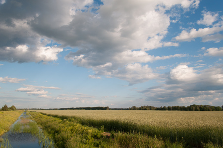 Water channel for irrigation of the fields, the rye field and blue sky with clouds, rural landscapeの写真素材
