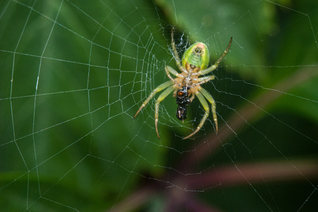 Green spider sitting on the web on the background leavesの写真素材