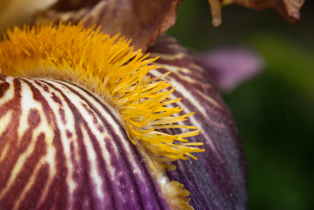 Purple iris macro , yellow bristles, the flower Bud closeupの写真素材