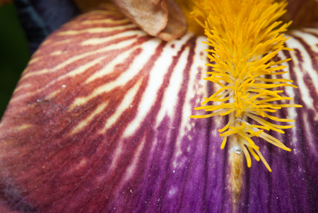 Purple iris macro , yellow bristles, the flower Bud closeupの写真素材