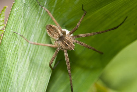 The house spider crawling on a green Bush, insect close-upの写真素材