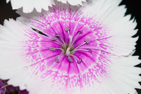 Chinese carnation closeupの写真素材