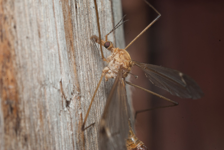 a large Anopheles mosquito, rの写真素材