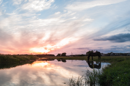 A horse drinks water at sunset with reflection, dramatic sunset, beautiful landscapeの写真素材