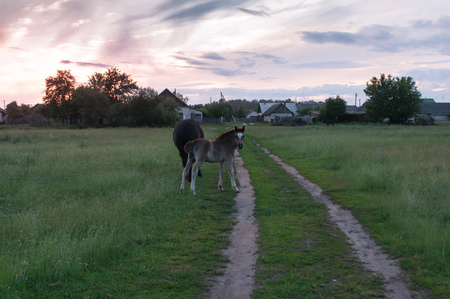 Summer rural landscape with horse and foal, cattle in a meadowの写真素材