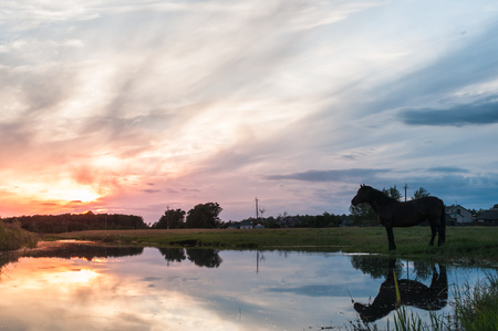A horse drinks water at sunset with reflection, dramatic sunset, beautiful landscapeの写真素材