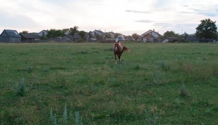 Brown horse grazing in a meadow, the horse in the evening on the background of the villageの写真素材
