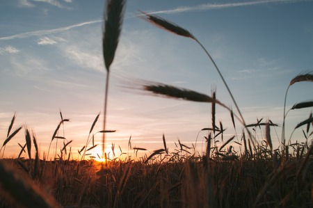 Rye field at sunset, the stalks swaying in the wind, rural landscapeの写真素材