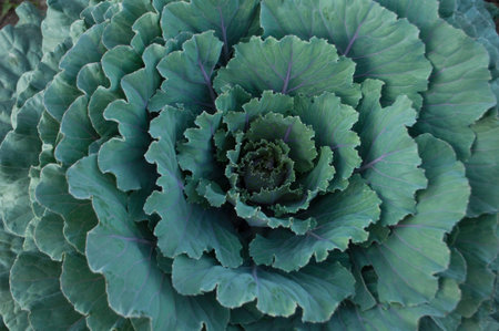 Decorative cabbage on a full frame, ornamental Kale in the flower bed