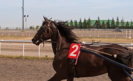 Horse racing detail. Horse number 2 close-up, horse trotters at the racetrackの写真素材