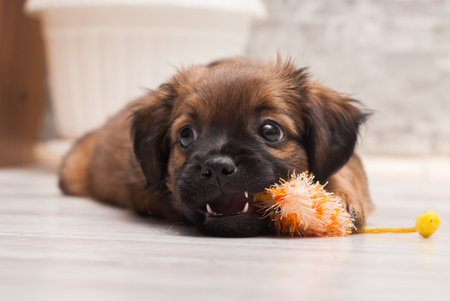tired puppy laying on the floor chewing on a toy