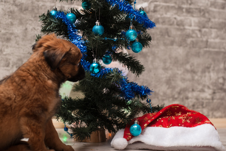 Cute puppy lying on the background of decorated Christmas tree and the holiday anticipationの写真素材