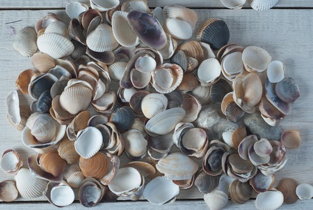 sea shell on white boards, closeup. the view from the topの写真素材