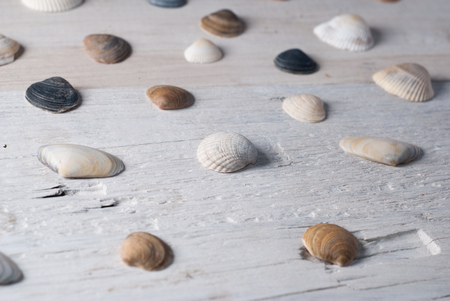 set of various sea shells on a wooden white background. pattern of sea shellsの写真素材
