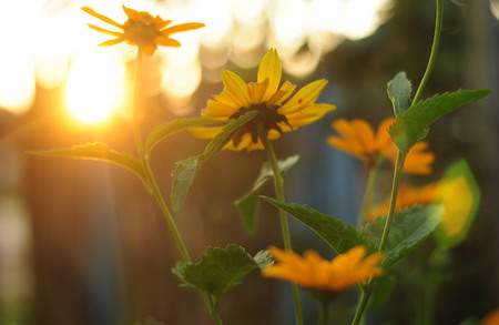 Flowers at dawn, spring abstract background, springtimeの写真素材