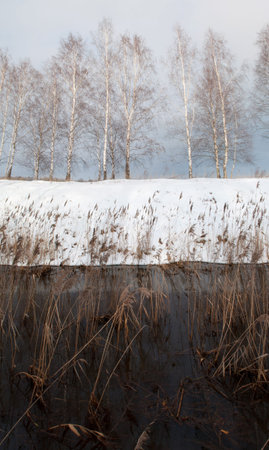 Spring stream, Belarusian nature, spring landscape