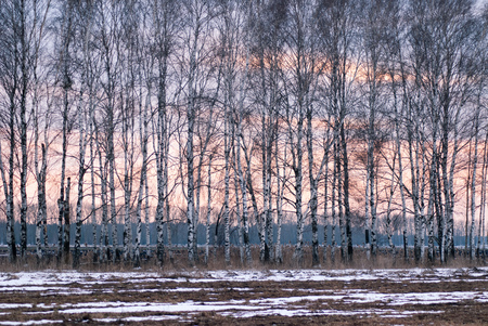 Birch in early spring, the trees at sunsetの写真素材