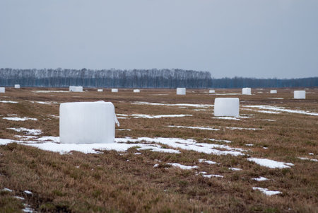 Bales of hay wrapped in a protective bag, rolls of straw on the field in early springの写真素材